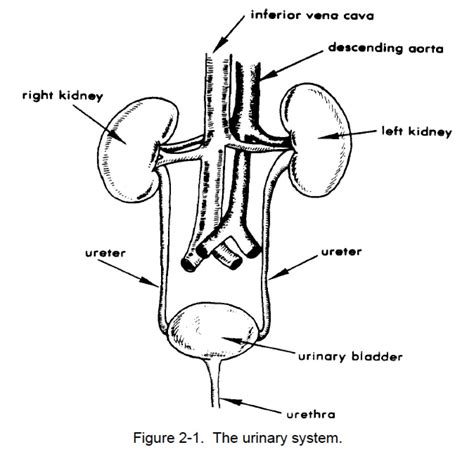 Figure 2 1 The Urinary System Nursing Care Related To The Gastrointestinal And Genitourinary