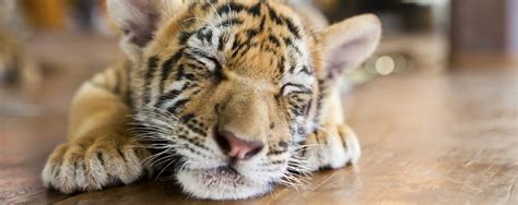 5,135 likes · 1 talking about this. You need to see these pictures of baby animals now - Asda ...