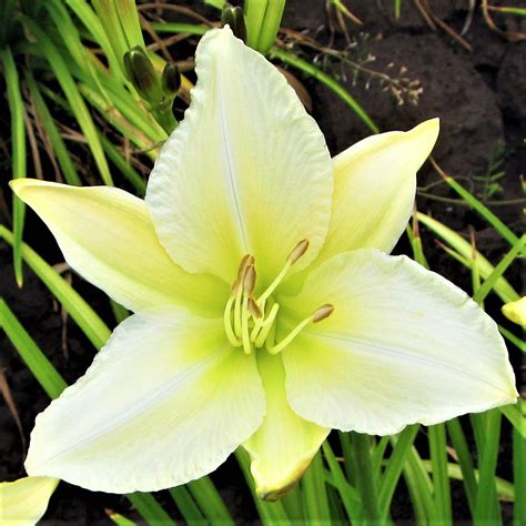 Fragrant White Daylily Plants For Sale Gentle Shepherd Easy To Grow Bulbs