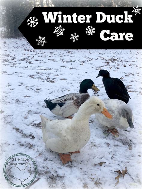 Winter Duck Care The Cape Coop In 2021 Backyard Ducks Duck Coop