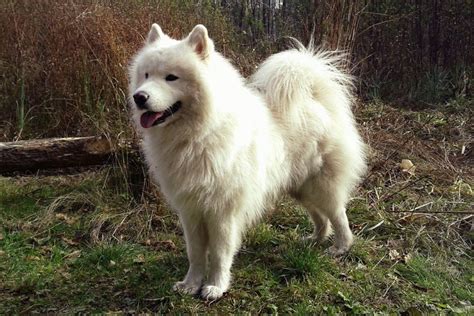 5 Jenis Anjing yang Mirip Serigala, Bisa Banget Dipelihara!
