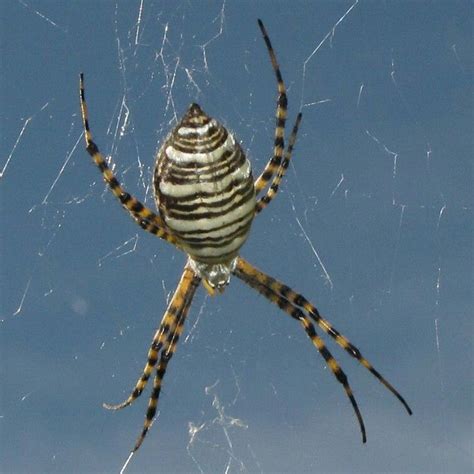 There are no deadly poisonous plants or animals. Banded Garden Spider | Spider pictures, Garden spider, Spider