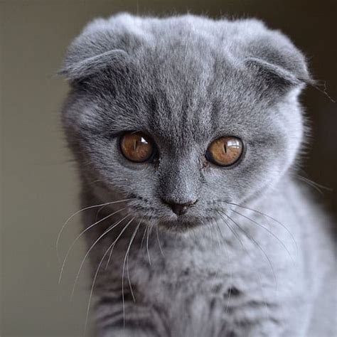 14 Cute White Scottish Fold Cat Furry Kittens