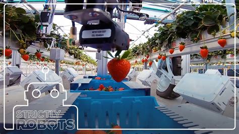 Meet The Robotic Strawberry Harvesters Picking Fresh Produce Youtube
