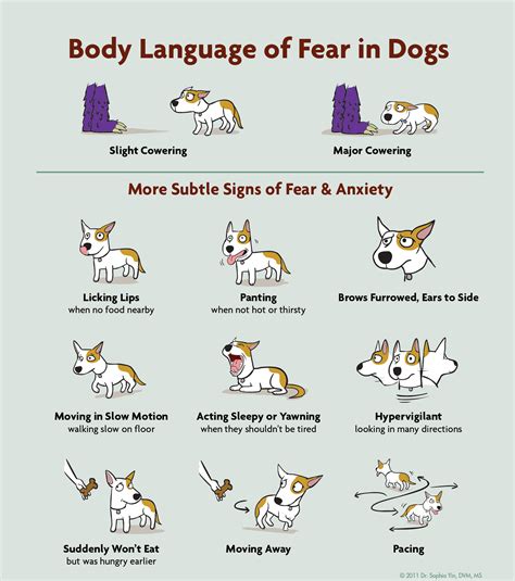 What Are The Signs Of A Fearful Dog