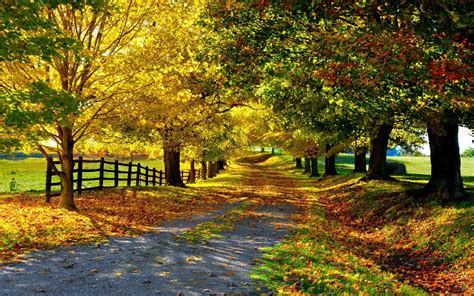 Path Avenue Autumn Leaves Trees Yellow Green Protection