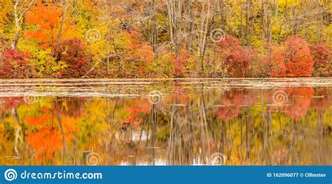 Trees And Autumn Reflections In Pond Water Stock Image Image Of