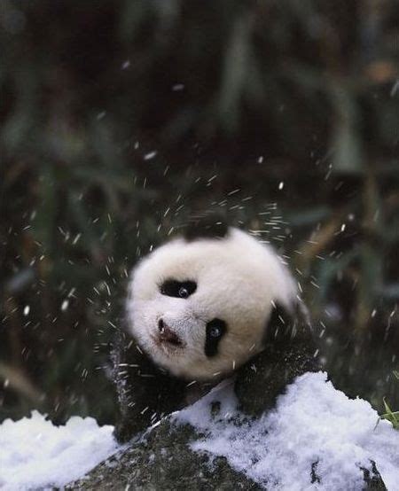 Im Curious Too Giant Panda