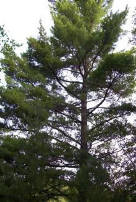 Pine Trees Facts Meanings And Culture Of The Great Evergreen