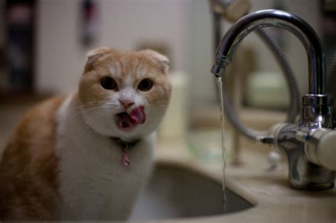Many cats are outdoor cats, so a kind stranger will probably not call you if they find your cat outside. Indoor vs Outdoor Lifestyle For Cats | Scottish Fold Love 2015
