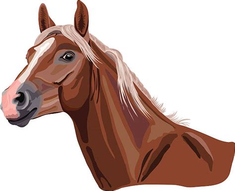 This article includes horse coloring sheets in cartoon and realistic forms. Palomino Horse Illustrations, Royalty-Free Vector Graphics ...