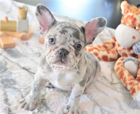 Frenchie Facts - French Bulldog - Puppies / Bulldog Breeders | Poetic ...