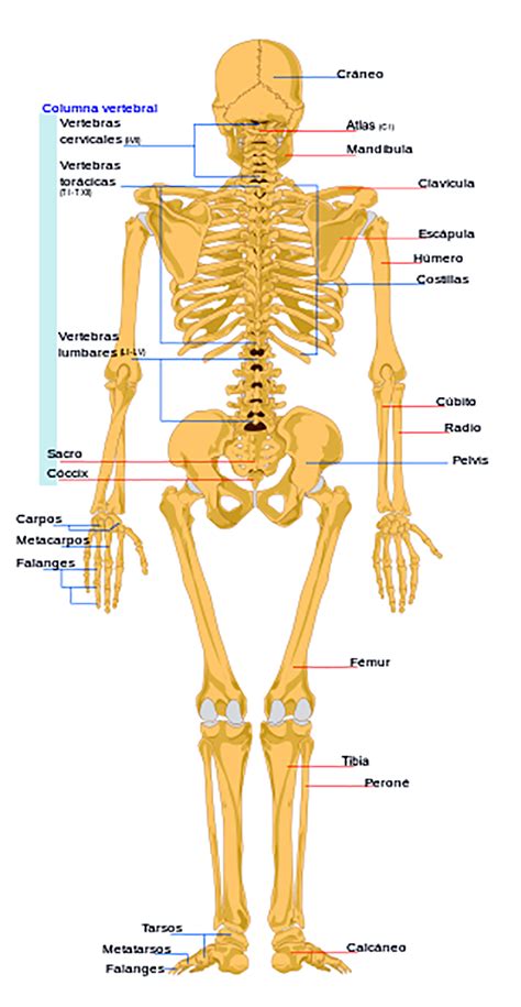 Conoce El Cuerpo Humano Esqueleto Humano Dana Huesos Del Cuerpo The