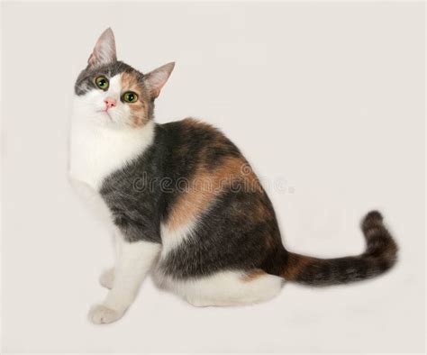 Tricolor Cat Sits On Gray Stock Photo Image Of Tricolor 124085378