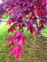 For example, a japanese maple has bright red leaves and the leaves dont fall until later on in december. Red Japanese Maple Leaves - Plant & Nature Photos ...