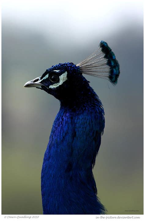 Indian Blue Peacock By In The Picture On Deviantart