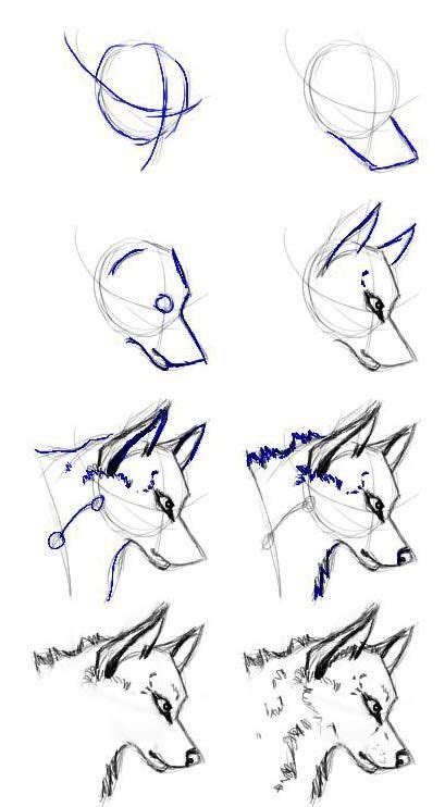 How To Draw A Wolf Esbozo De Lobo Bocetos De Animales Y Bocetos