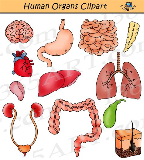 Human Organs Clipart Body Functions And Systems Graphics