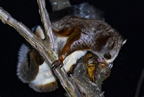 The Red Giant Gliding Squirrel In Namdapha National Park