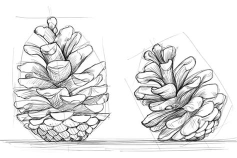 Pine Cone Drawing Easy Simple With Pencil And Realistic