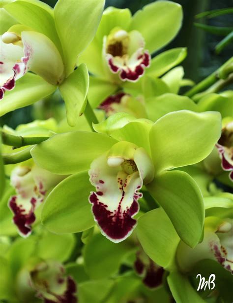 Pistachio Green Cymbidium Orchid Green Orchid Orchid Plants Exotic Plants Exotic Flowers