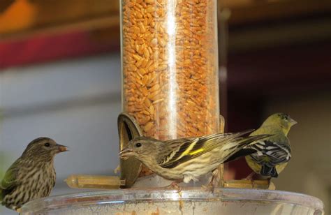 Great Backyard Bird Count Tweets And Chirps