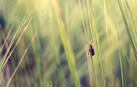 Beetle In Grass Libreshot