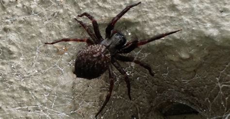 Common Black House Spider Treatment Amazon Pest
