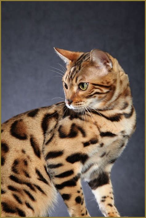 Purebred Cats Domestic Cat Breeds Bengal Cat
