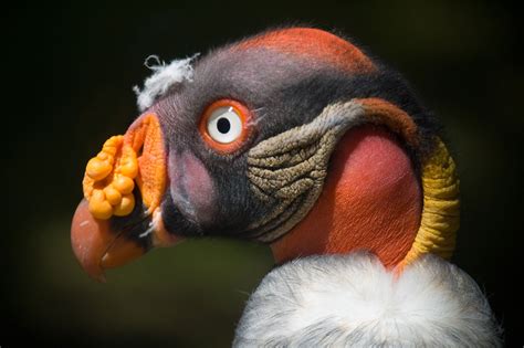 King Vulture A Photo On Flickriver