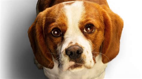A dog finds the meaning of his own existence through the lives of the humans he meets. A Dogs Journey 2019 2 Wallpapers | HD Wallpapers | ID #27583