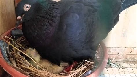 Kisah merpati putih dan katak pemalu keindahan burung merpati. Cara Merawat Piyik Merpati Tanpa Induk - Berbagi Rawat