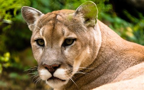 Cougar Northwest Wildlife Preservation Society