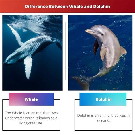 Whale Vs Dolphin Difference And Comparison