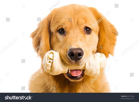 328 Dog Bone His Mouth Images Stock Photos And Vectors Shutterstock