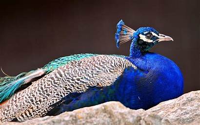 Royal Peacock Wallpapers Background Birds Backgrounds Lying