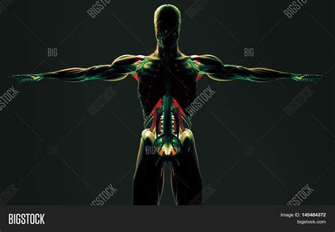 Human Anatomy Upper Image And Photo Free Trial Bigstock