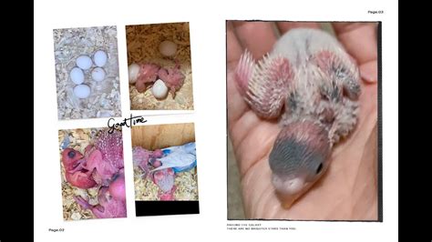 Cute Baby Budgies Growth Stage With Activity Day 1 To Day 15 Cute