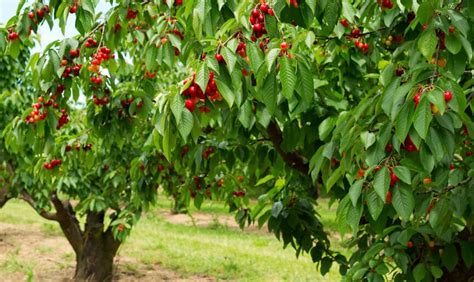 10 Best Fruit Trees To Grow In South Carolina 2022 Guide 2022