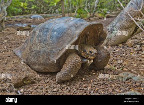 Galapagos Giant Tortoise Complex Chelonoidis Stock Photo Alamy