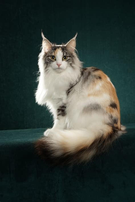 White Norwegian Forest Cat For Sale Petfinder