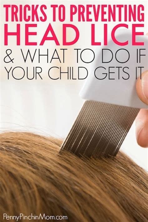 Ways To Prevent Head Lice And How To Get Rid Of It Head Louse Head