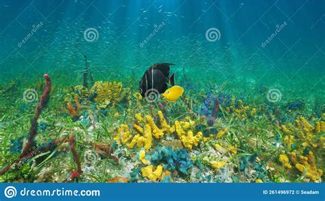 Colorful Seabed With Sea Sponges And Tropical Fish Caribbean Sea Stock