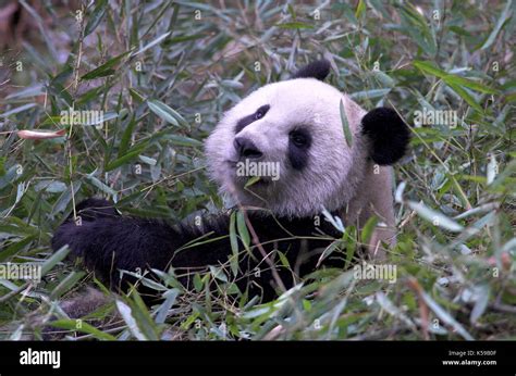 Giant Panda Ailuropoda Melanoleuca Young Cub Feeding On Bamboo