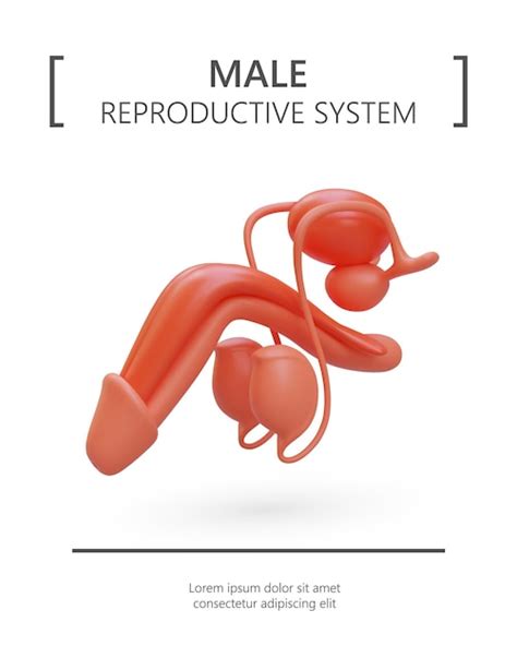 Ilustración Realista Del Sistema Reproductivo Masculino Estructura Del