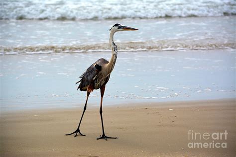 The Great Blue Heron Photograph By Leisa Collins Fine Art America