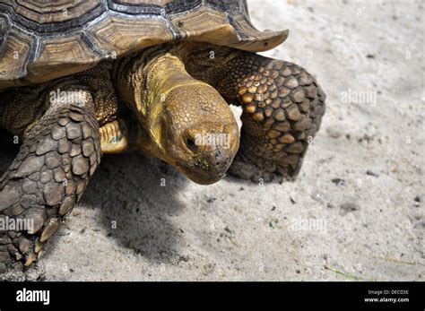 Angry Turtle Hi Res Stock Photography And Images Alamy