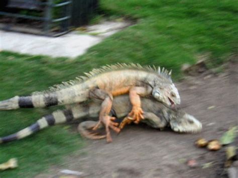 Iguana Sex An Action Shot Of One Iguana Assaulting The Oth Flickr