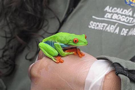 Icke, rothschild'ların yahudi değil, reptil (sürüngen) olduğunu belirtti. No eran adornos navideños, eran reptiles | KienyKe