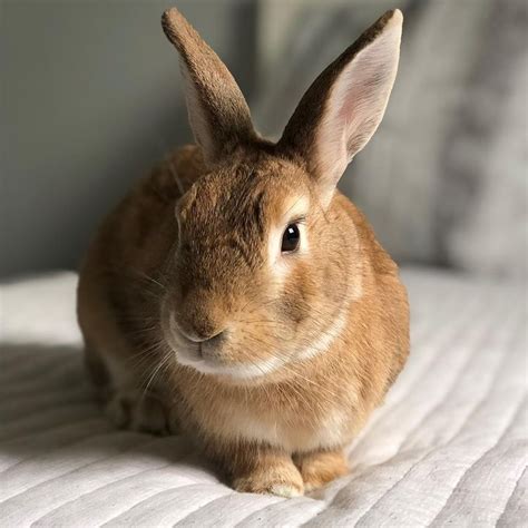 ᐉ Conejo Palomino 🧡 Características Cuidados Alimentación Y